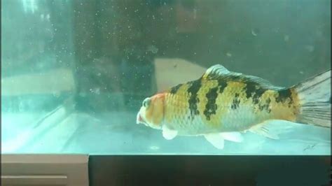 How To Quarantine A Koi Fish Aquariums Care