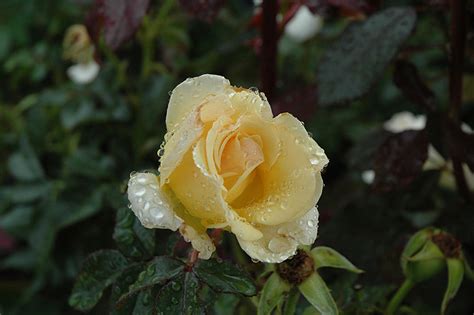 Centennial Rose (Rosa 'BAIcent') in Issaquah Seattle ...