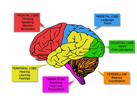 Which Part Of The Brain Deals With Thinking Mindvalley Blog