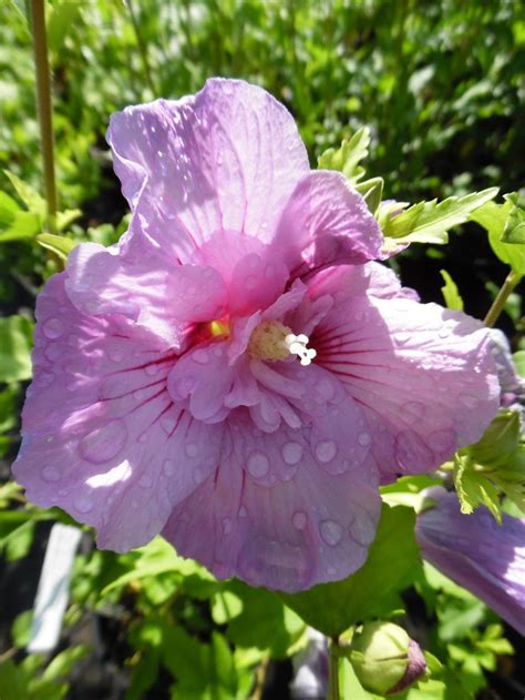 Hibiscus Syriacus Lavender Chiffon Notwoodone Pbr Agm
