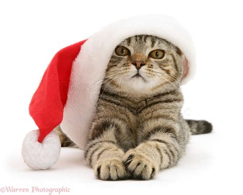 tabby cat wearing a santa hat photo wp17970