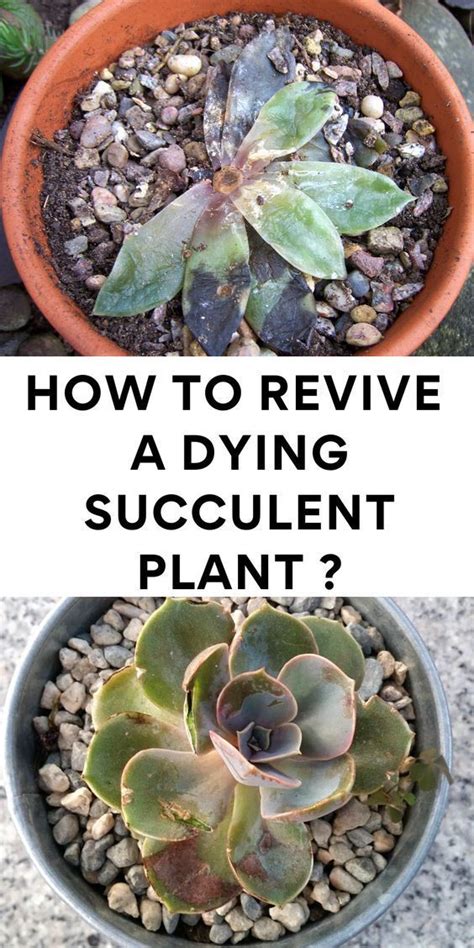 How To Revive A Dying Succulent Plant Artofit