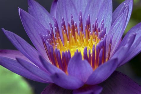 Close Up Of Purple Water Lily Stock Photo Image Of Emotion