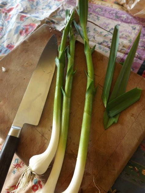 About Spring Green Garlic Recipes From Nashs Organic Produce