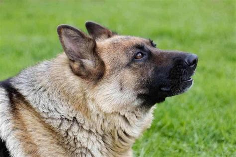German Shepherd Vs Wolf Key Differences And Similarities Yolo Pooch