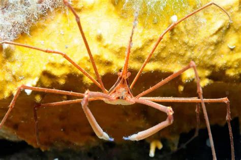 Arrow Crab Detailed Guide Care Diet And Breeding Shrimp And