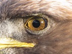 File:Golden Eagle eye.jpg - Wikipedia