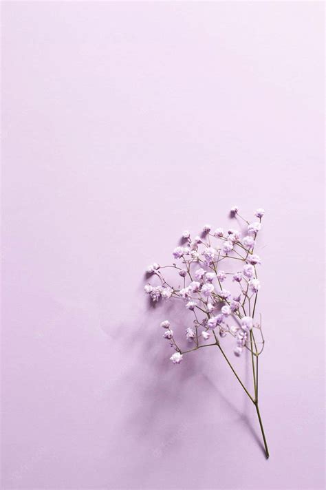 100 Lilac Backgrounds