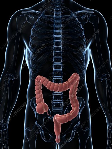 human intestine illustration stock image f010 8989 science photo library
