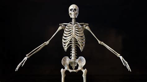 3d Model Skeleton 2 Vr Ar Low Poly Rigged Cgtrader