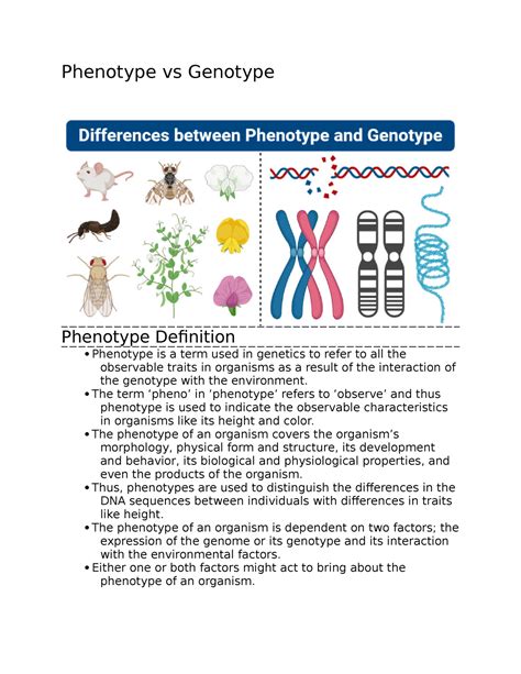 Phenotype Vs Genotype Notes Phenotype Vs Genotype Phenotype
