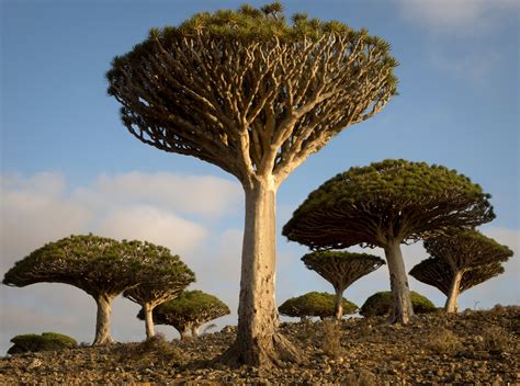 9 of the world s most unique iconic and unusual trees wanderlust