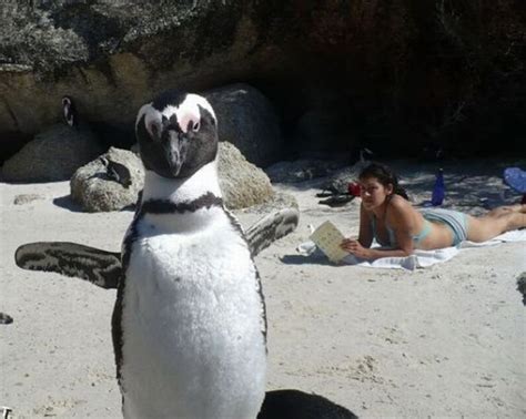 41 Of The Most Hilarious Animal Photobombs That Ever