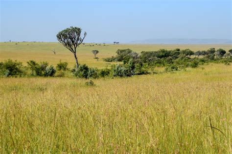 Savannah Grassland In Masai Mara Kenya Stock Image Image Of National