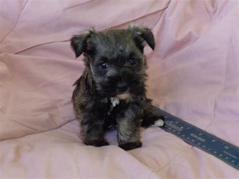 Review how much giant schnauzer puppies for sale sell for below. AKC Small Miniature Schnauzer Pups for Sale in Benson, North Carolina Classified ...