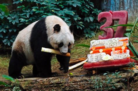 The Worlds Oldest Panda Has Died Aged 38 After A Short Illness