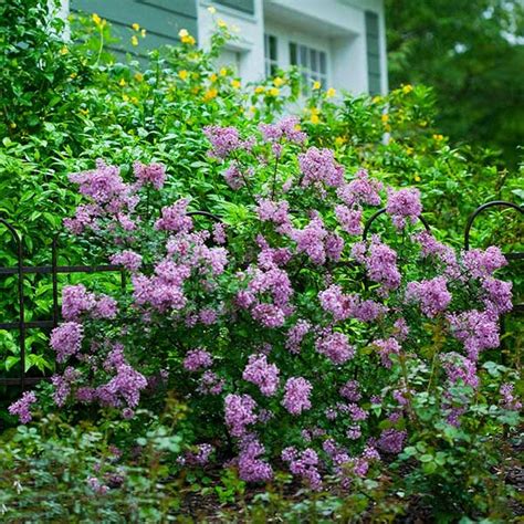 Bloomerang Lilacs For Sale
