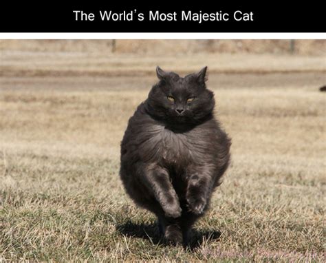 One Very Majestic Cat
