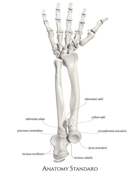 Right Forearm Bones And The Bones Of The Hand Human Anatomy And