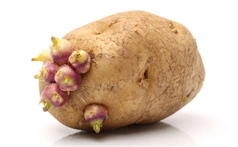 Potato As Birth Control Never A Good Idea Modern Farmer
