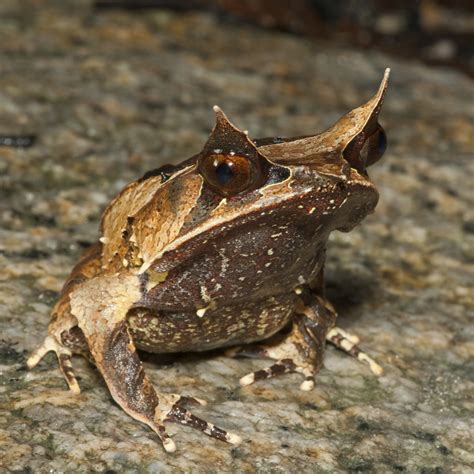 Malayan Horned Frog Facts And Pictures