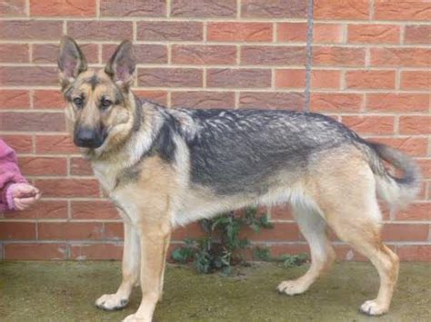 Fearne 9 Month Old Female German Shepherd Dog Available For Adoption