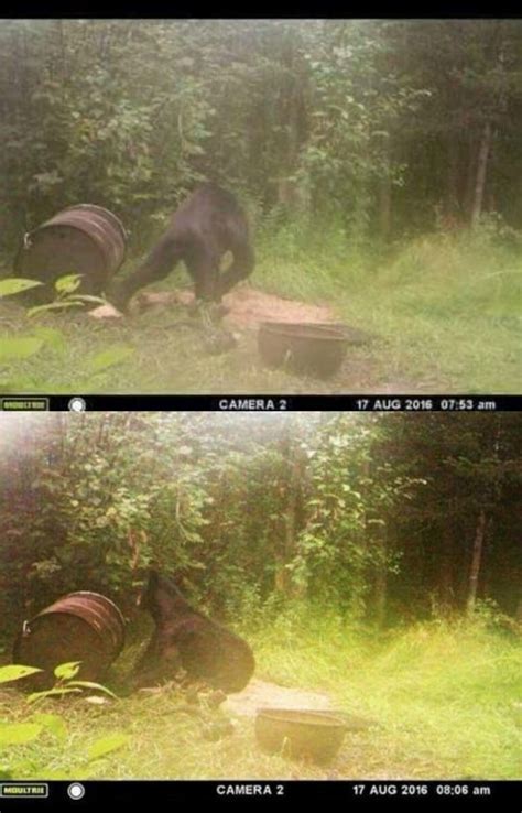 Mysterious Up Trail Photos Leave Bigfoot Believers Split