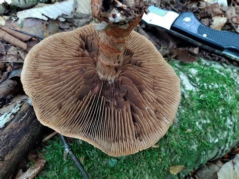 Mushroom Identification Pictures And Examples 2022