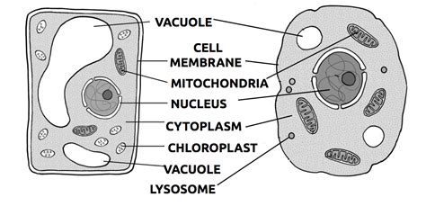 It contains a pair of centrioles, two structures that lie perpendicular to each other. XE_0557 Eukaryotic Animal Cell Labeled Free Diagram