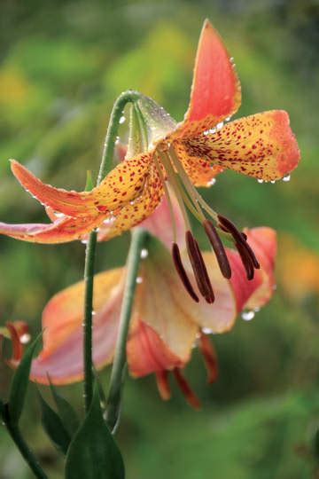 Lilium Fusion Species Lily Brent And Beckys Bulbs