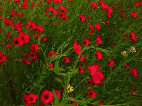 Red wildflowers | Blooming flowers, Red wildflowers, Flowers