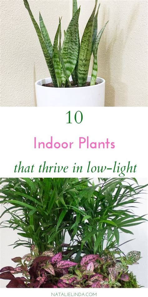 10 Low Light Indoor Plants The Can Thrive In Your Home And Office