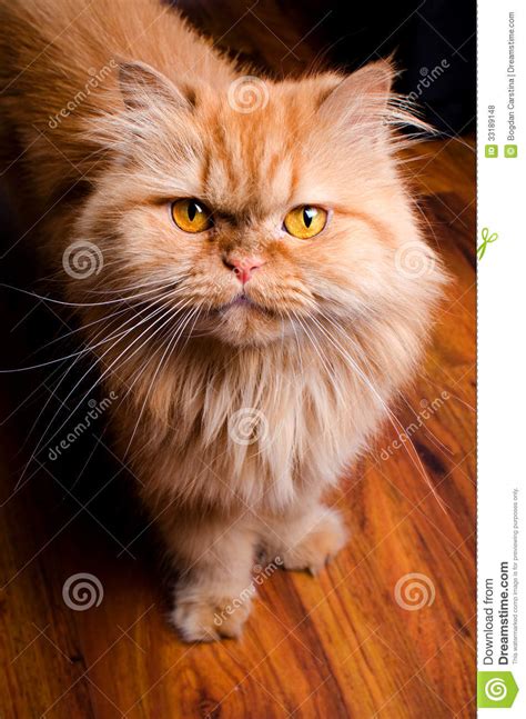 View Yellow Persian Cat  Persian Cat Exotic
