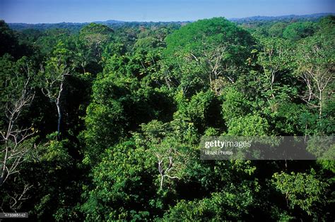 4k and hd video ready for any nle immediately. Dense tropical forest, view from canopy trees level of ...