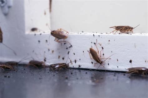 Does Bleach Kill Roaches All South Pest Control