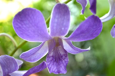 Purple Dendrobium Orchid Stock Image Image Of Plant 137118687