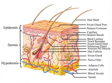 Pigmentation mutants in various species are highly informative about basic genetic and developmental pathways, and provide important clues to the processes of photoprotection, cancer predisposition and even human evolution. education and health: The Integumentary System