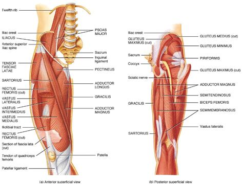 Muscles and tendons of upper leg. Muscles of Hip | Bone and Spine