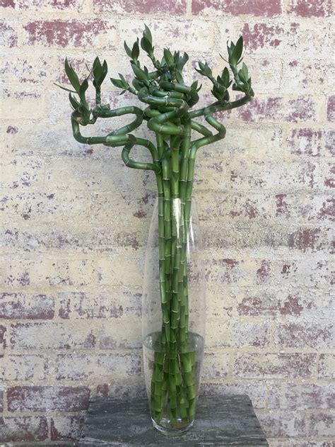 Lucky Bamboo Tall Stems — Kenneys Flowers