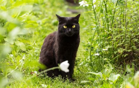 The Bombay Cats Breed A Cat Breed To Look Like Panther