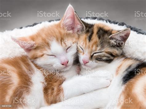 Two Cute Kittens In A Fluffy White Bed Stock Photo