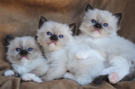 The ragdoll cat was developed over 50 years ago by combining the best characteristics of several different breeds including the burman , burmese , persian and solid white dsh. Ragdoll Kittens for sale in Ohio - Ragdoll Kittens ...