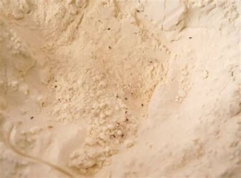 Easy Homemade Flour Are Weevils Safe To Eat 2023 Atonce