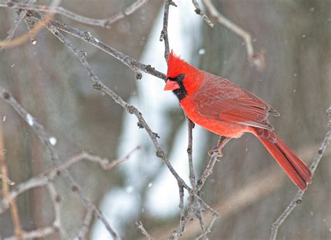 Snowy Cardinal Photograph By Jim Zablotny Fine Art America