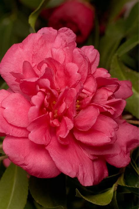 Buy Alabama Beauty Camellia Free Shipping Wilson Bros Gardens 3