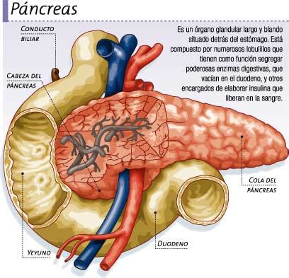 El Pancreas Que Es El P Ncreas