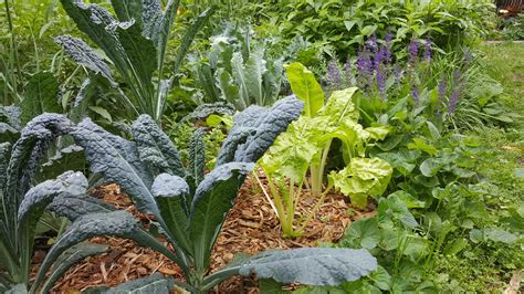 Vegetable Gardening 101 Nc State Extension