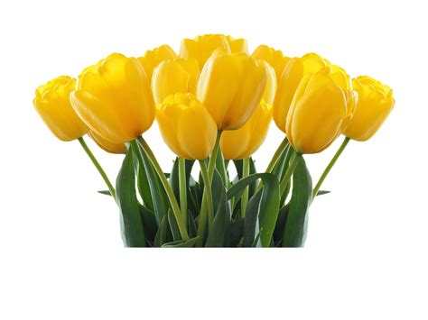 Yellow Tulip Free Png Image Png Arts
