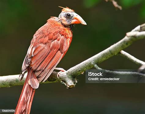 Cardinal With Molting Head And Deformed Beak Stock Photo Download