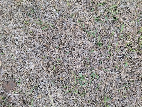 Dethatching makes sure new grass seed gets in contact with the soil when overseeding the lawn. Is this Thatch in centipede | LawnSite.com™ - Lawn Care & Landscaping Professionals Forum